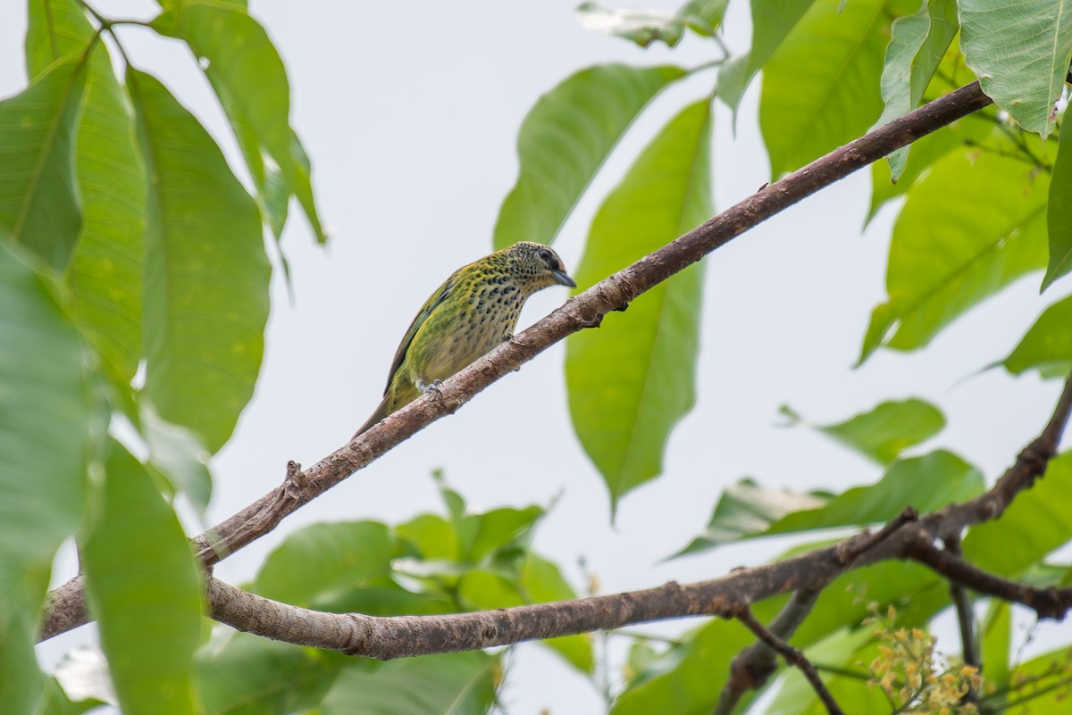 Spotted Tanager - ML635852452