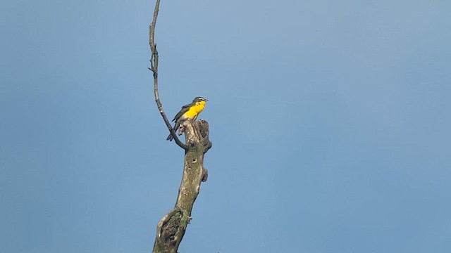 Yellow-breasted Chat - ML635852502
