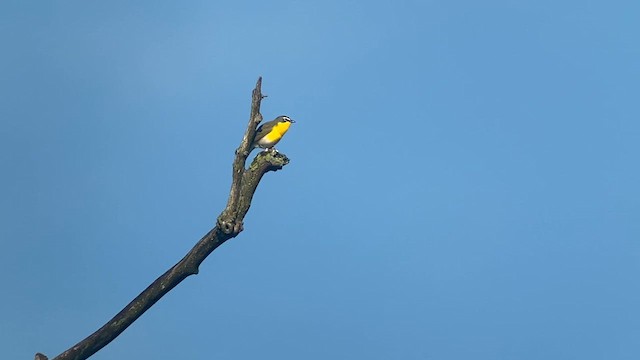 Yellow-breasted Chat - ML635852503