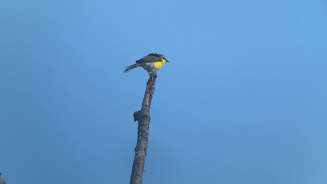 Yellow-breasted Chat - ML635852504