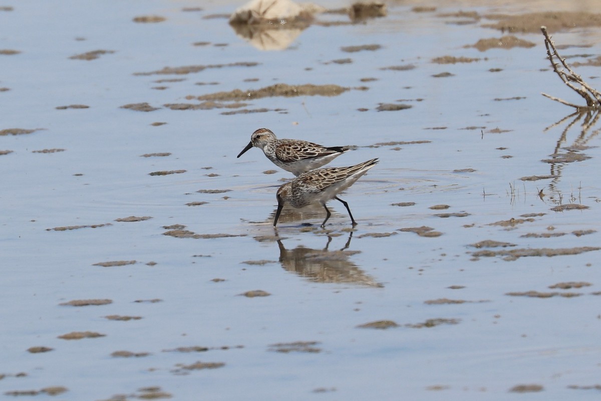 Western Sandpiper - ML635852536