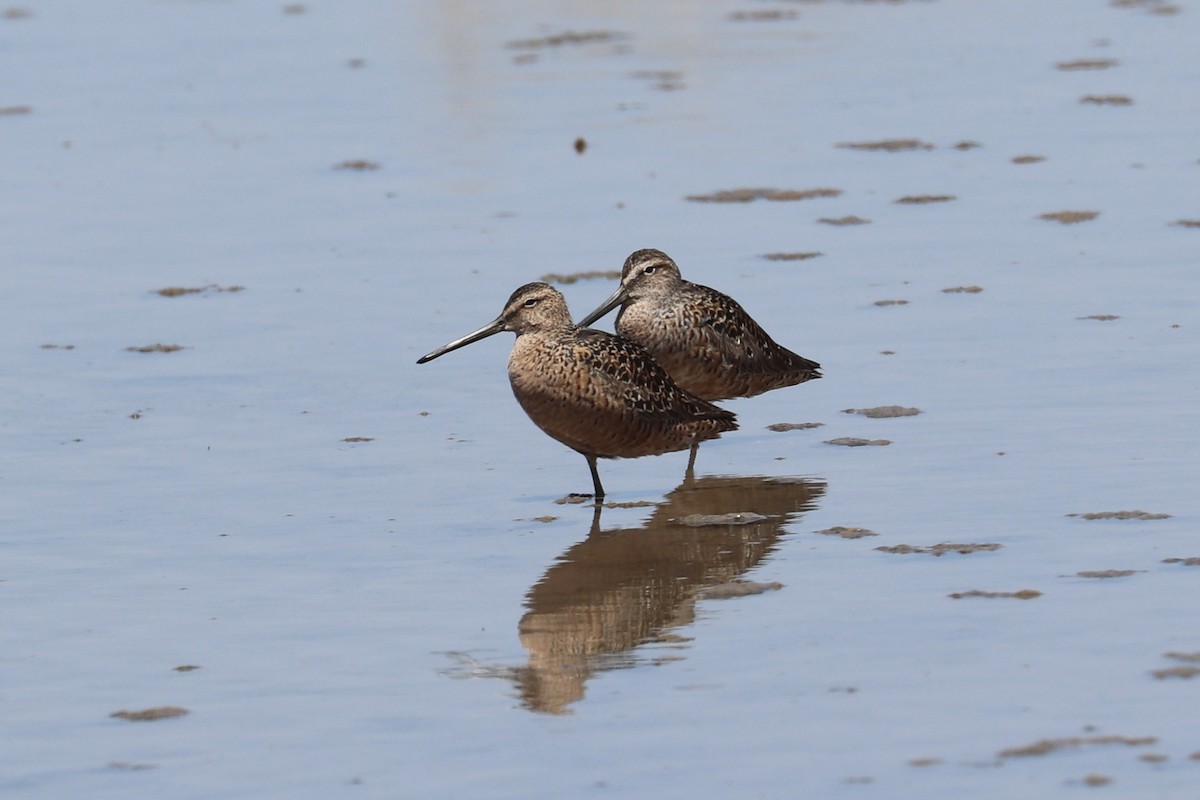 Long-billed Dowitcher - ML635852541