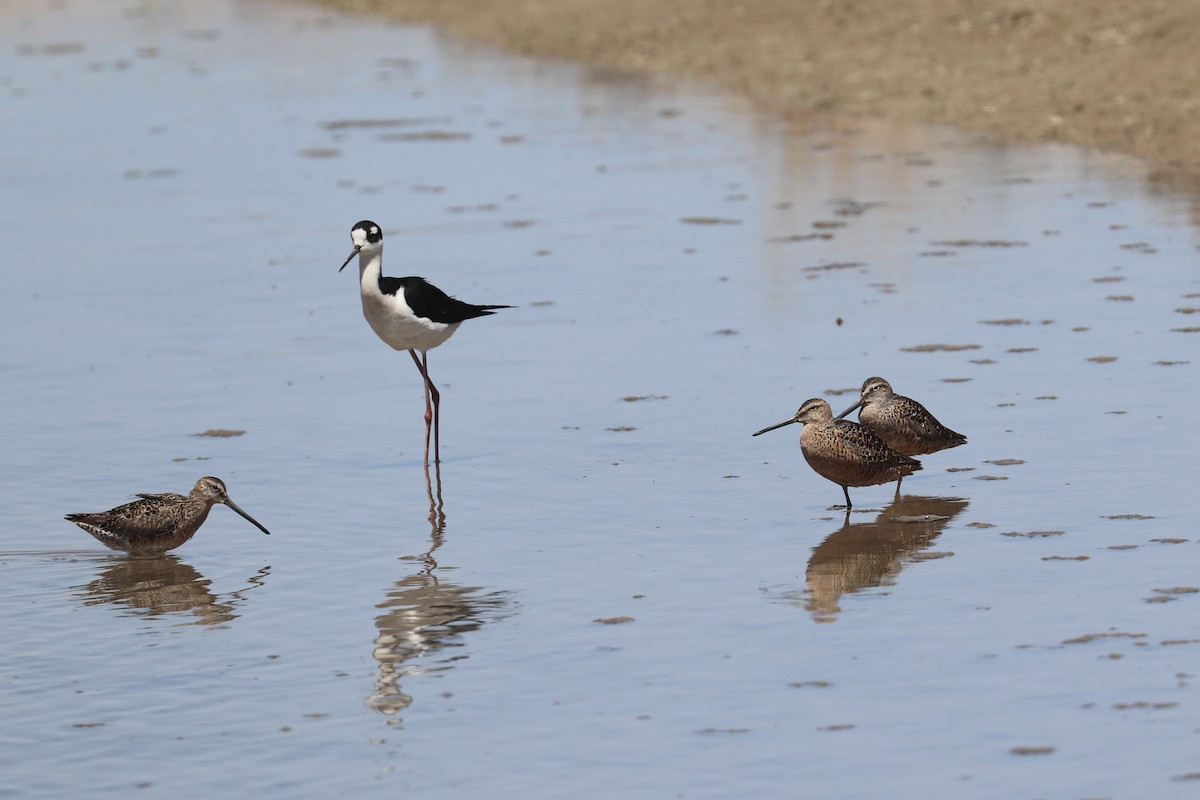 Black-necked Stilt - ML635852553