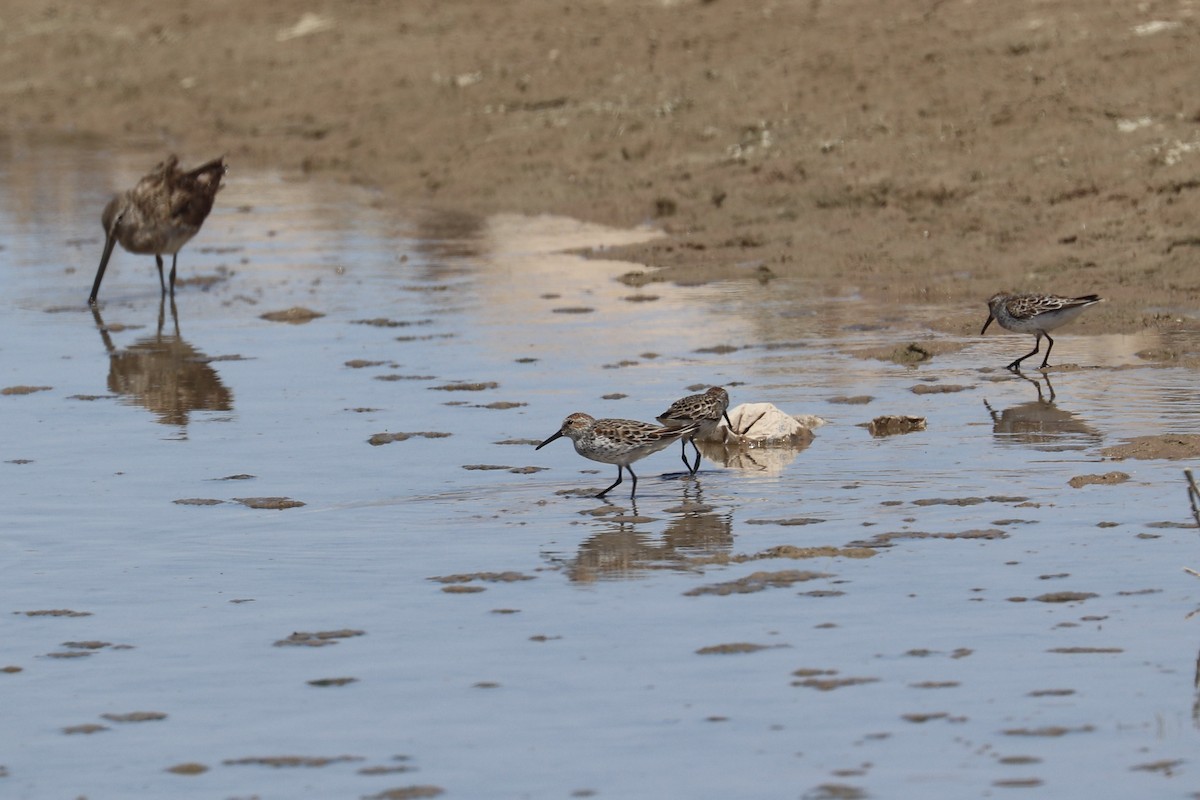 Western Sandpiper - ML635852559
