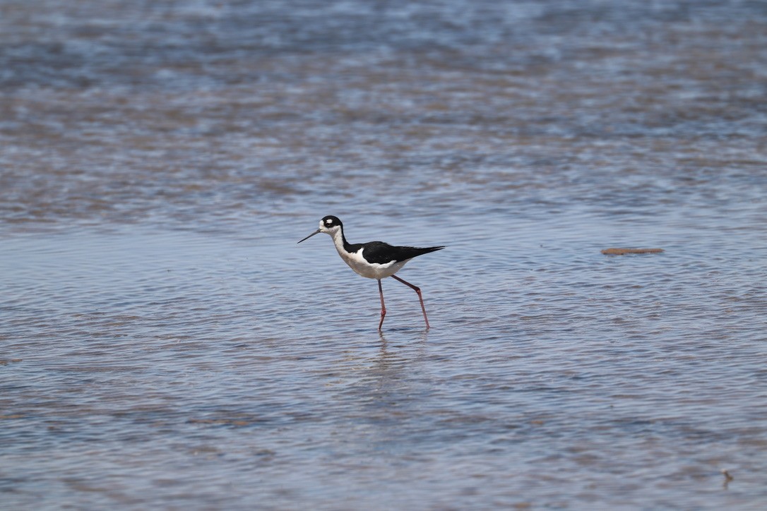 Black-necked Stilt - ML635852578