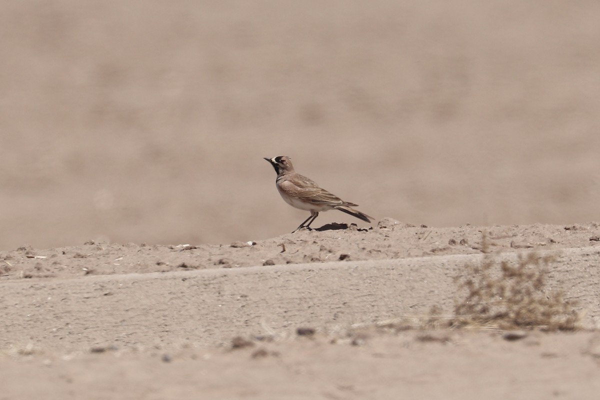 Horned Lark - ML635852598