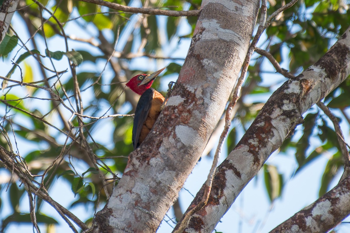 Red-necked Woodpecker - ML635852617
