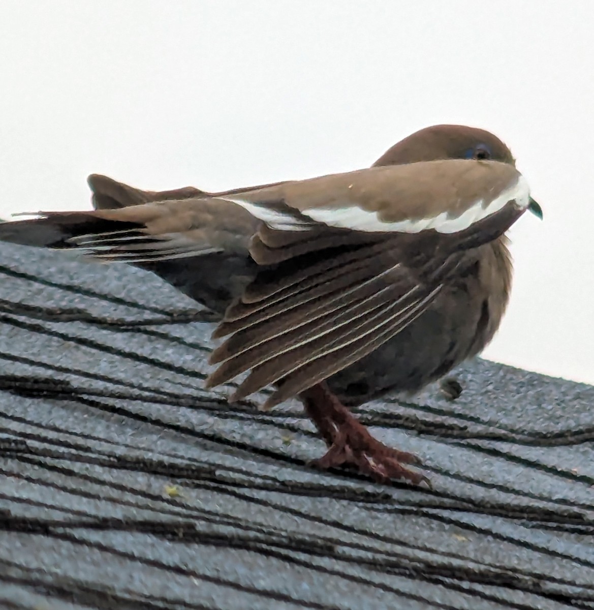 White-winged Dove - ML635852622