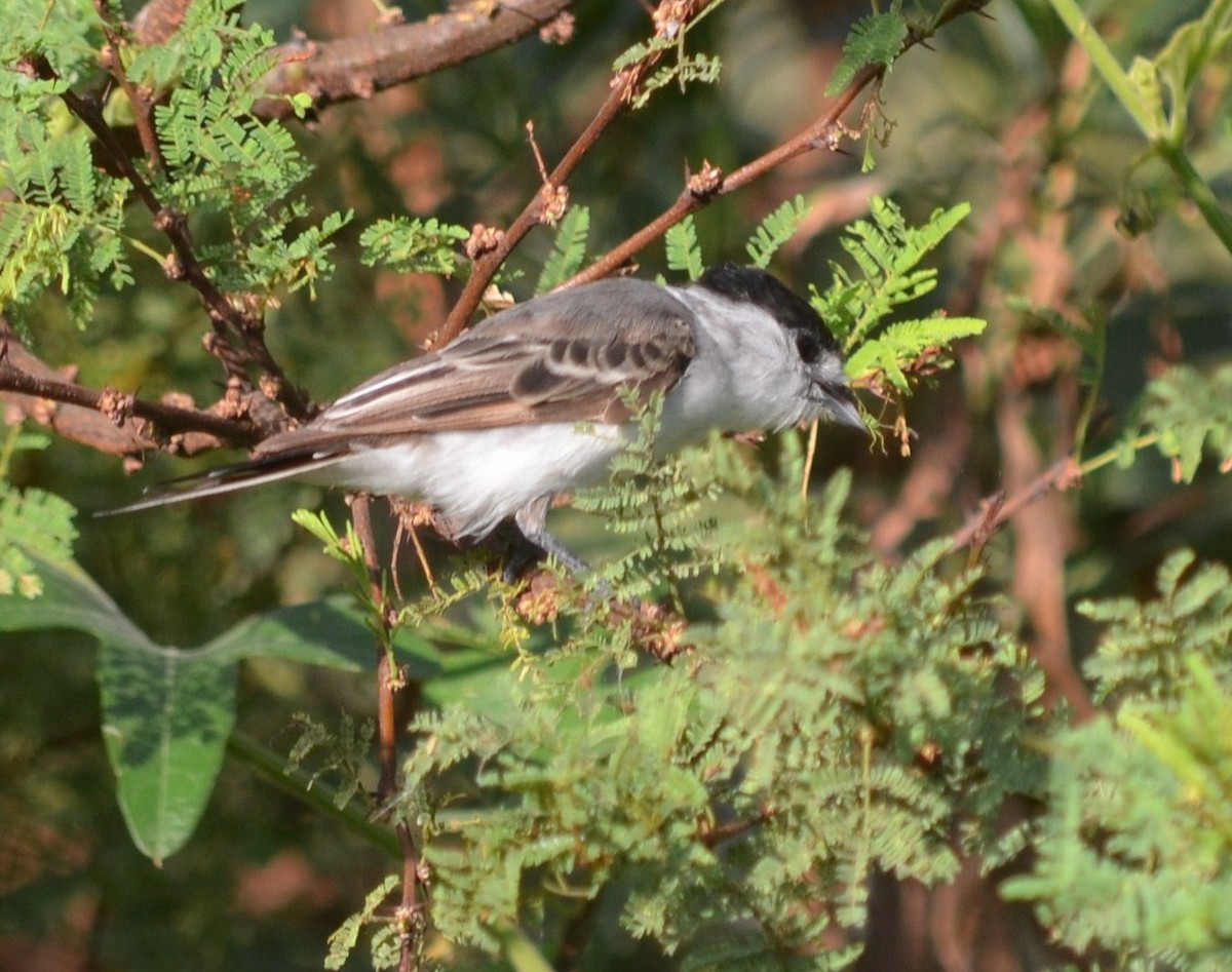 White-naped Xenopsaris - ML635852623
