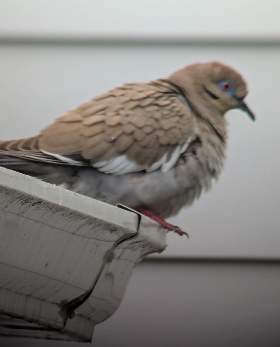 White-winged Dove - ML635852647