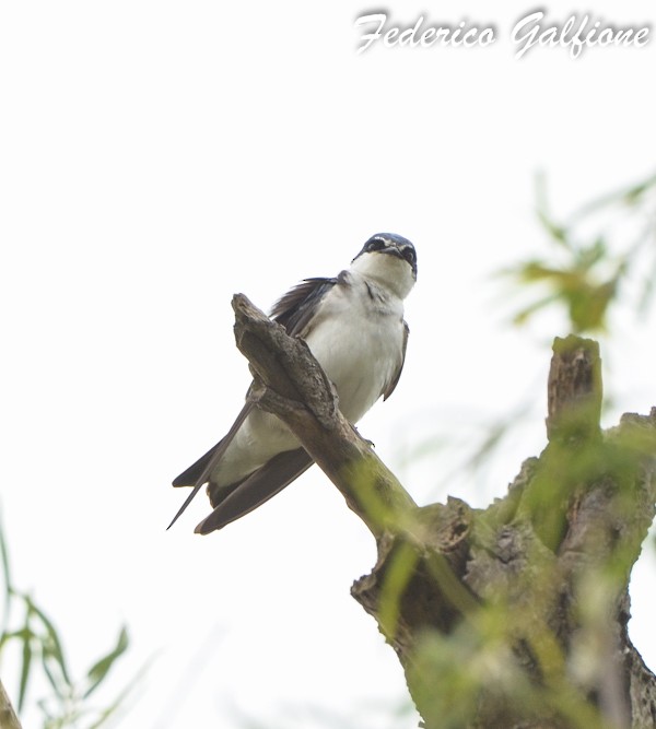 White-rumped Swallow - ML635852681