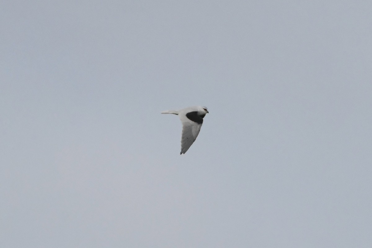 Black-shouldered Kite - ML635852718
