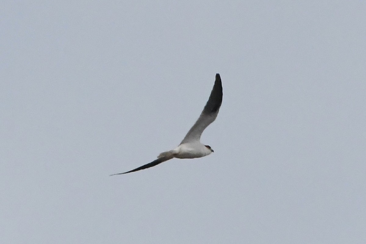 Black-shouldered Kite - ML635852730