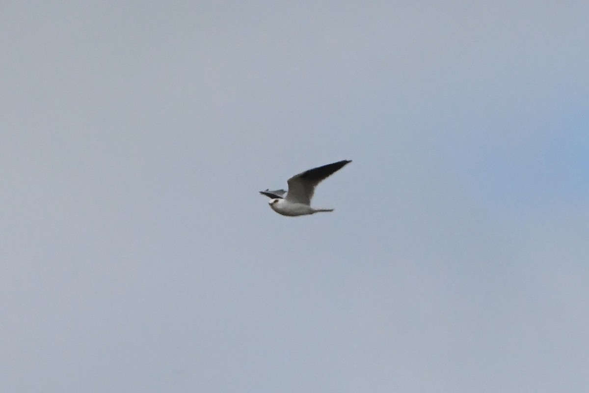 Black-shouldered Kite - ML635852744