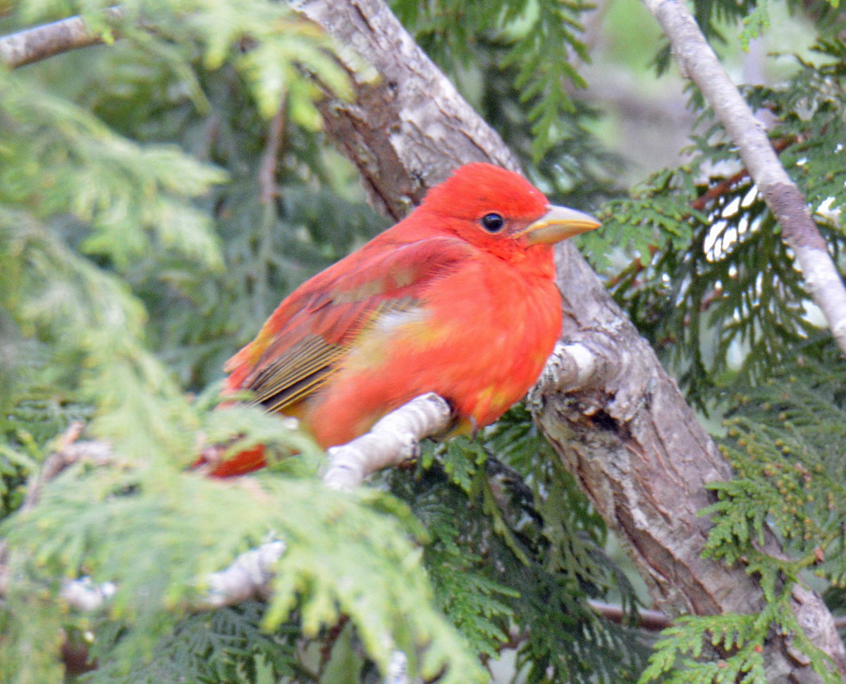 Summer Tanager - ML635852763