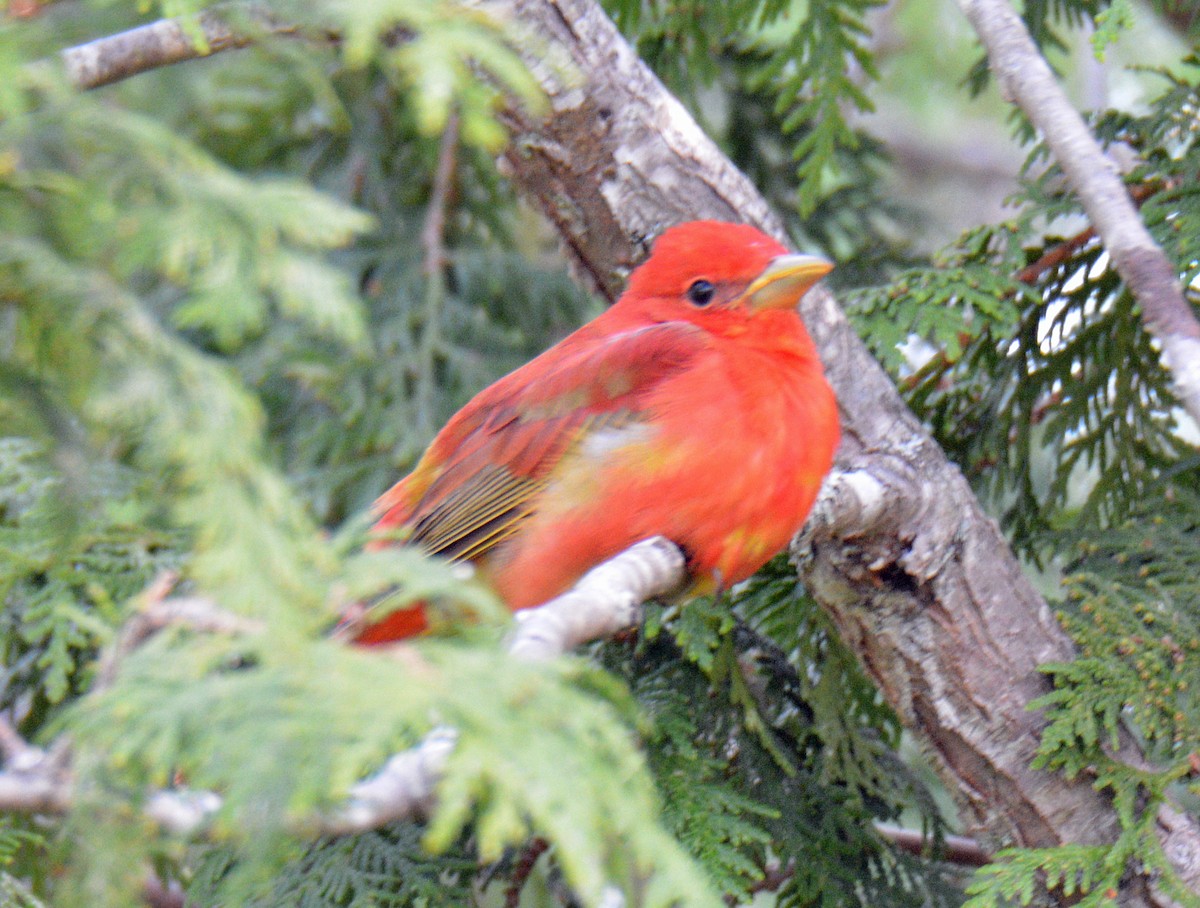 Summer Tanager - ML635852764