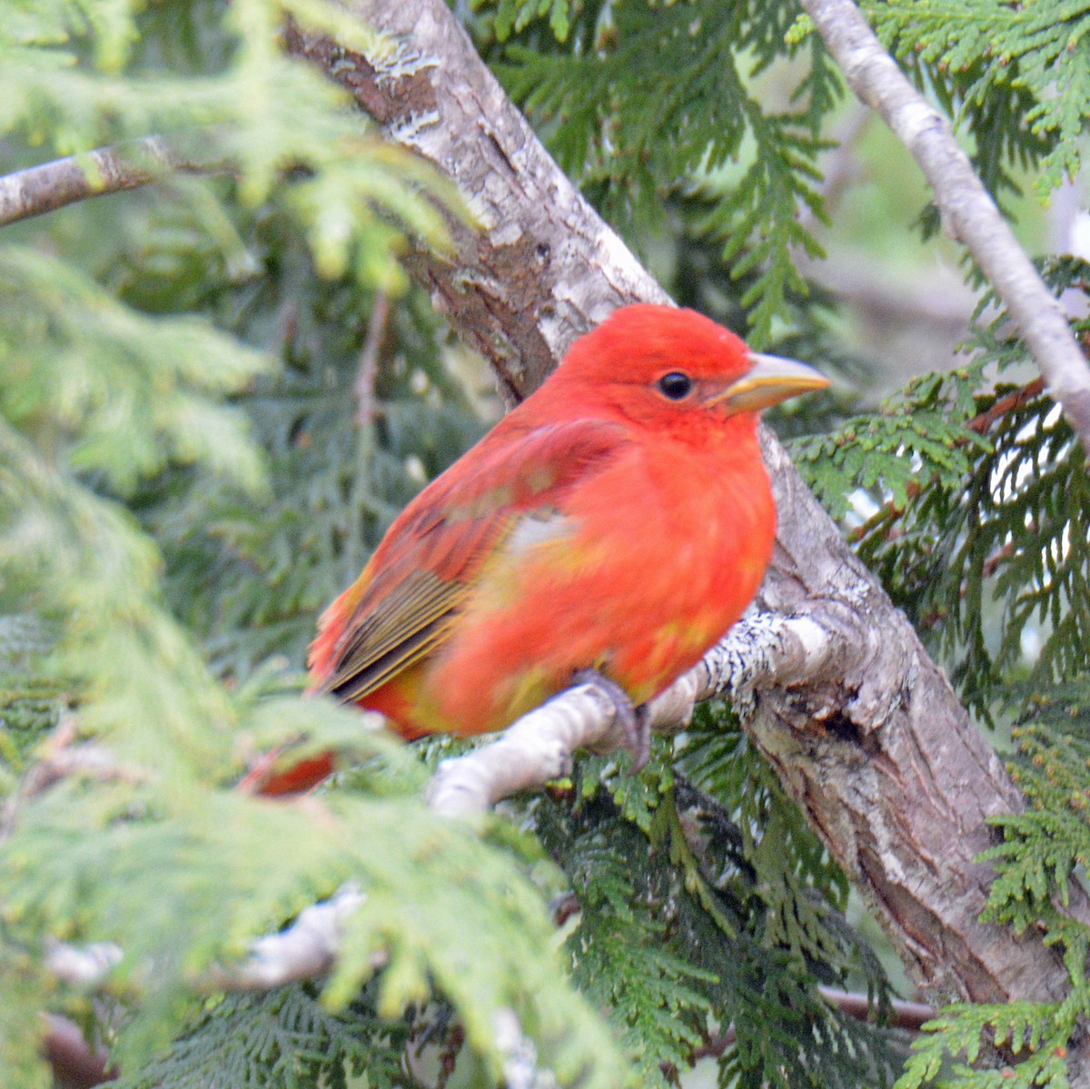 Summer Tanager - ML635852765