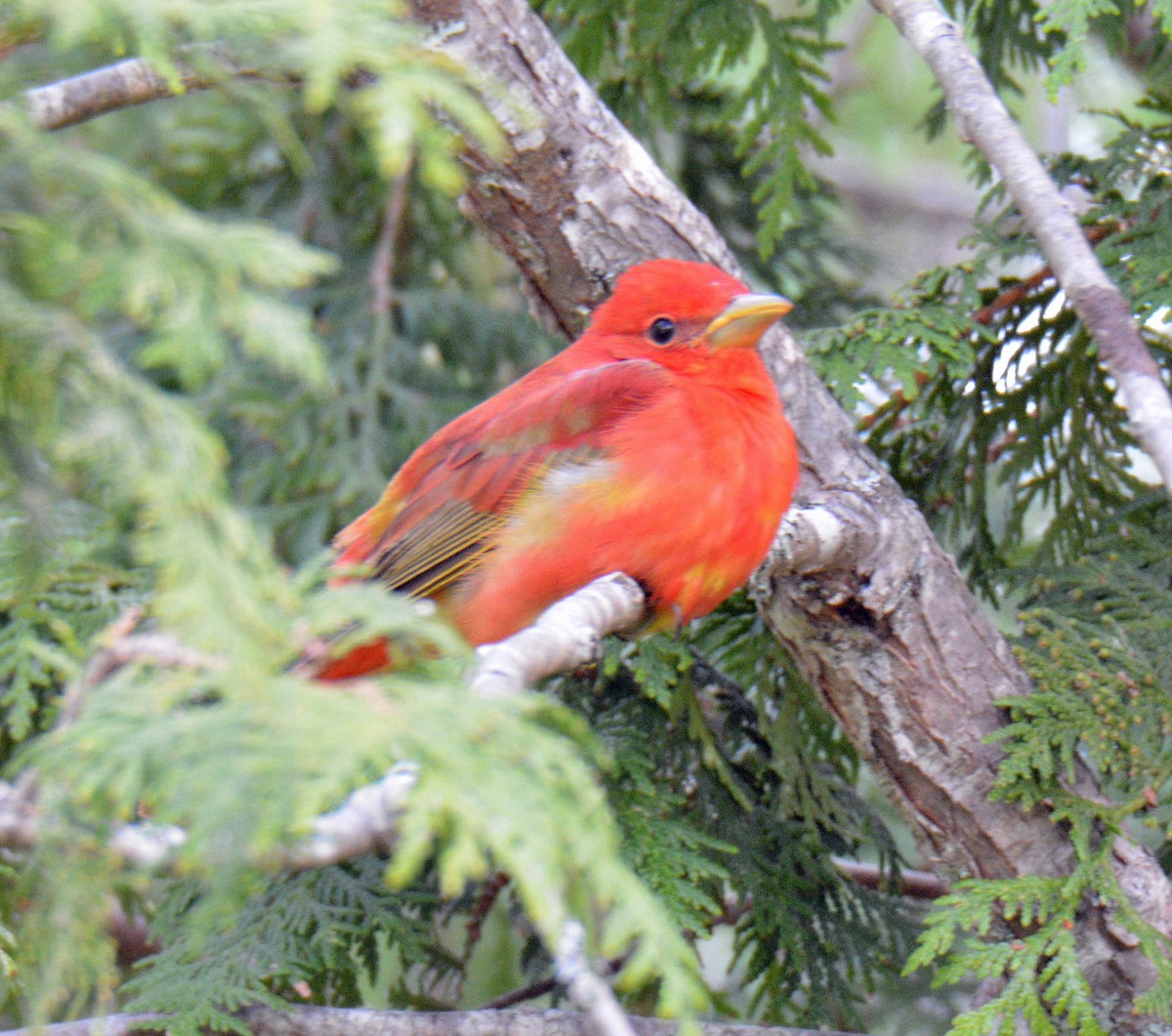 Summer Tanager - ML635852767