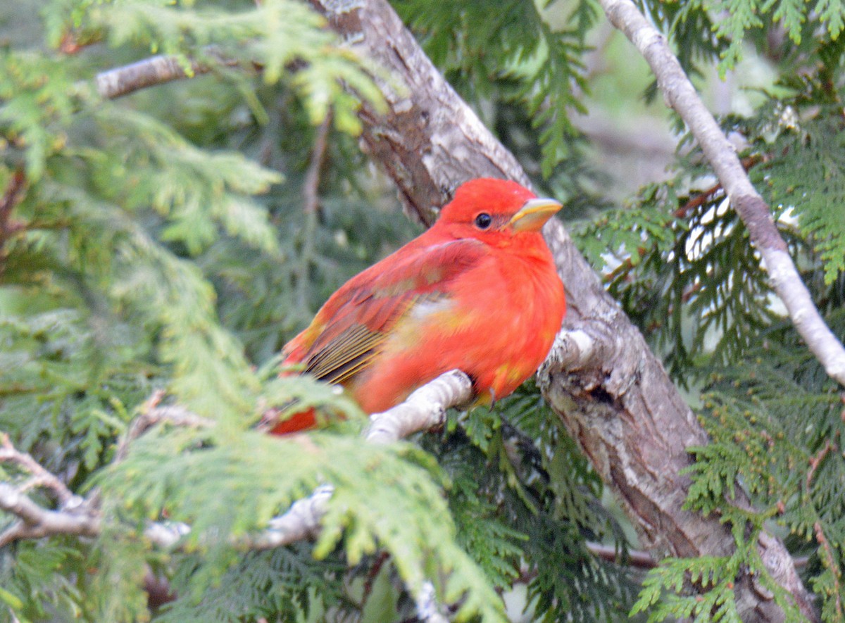 Summer Tanager - ML635852768