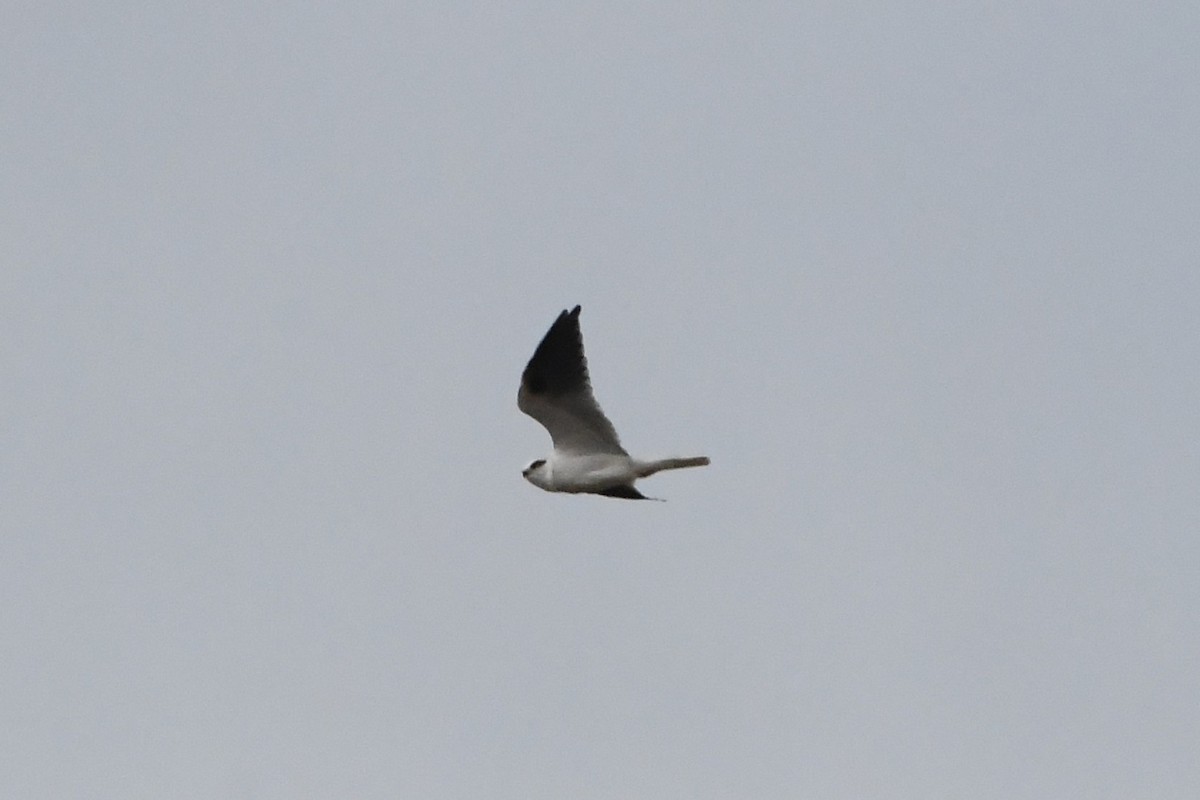 Black-shouldered Kite - ML635852772