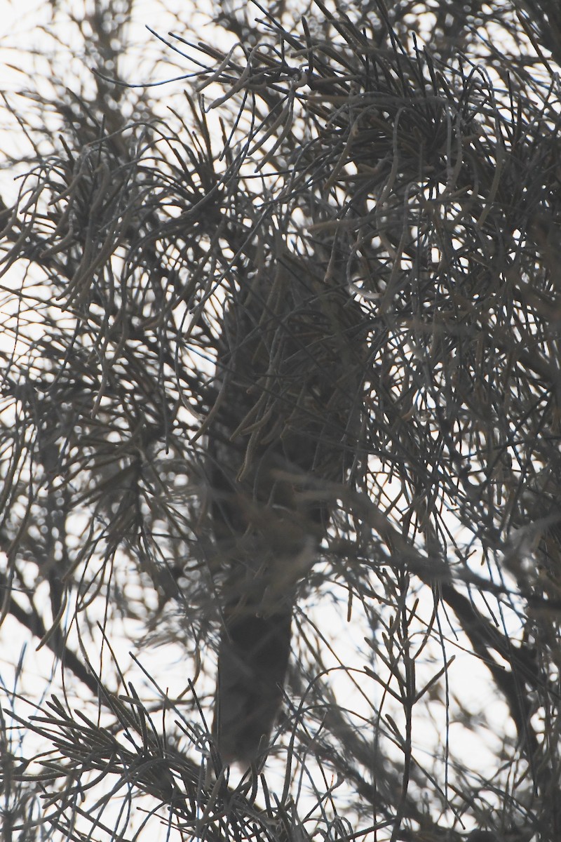 Little Wattlebird - ML635852782