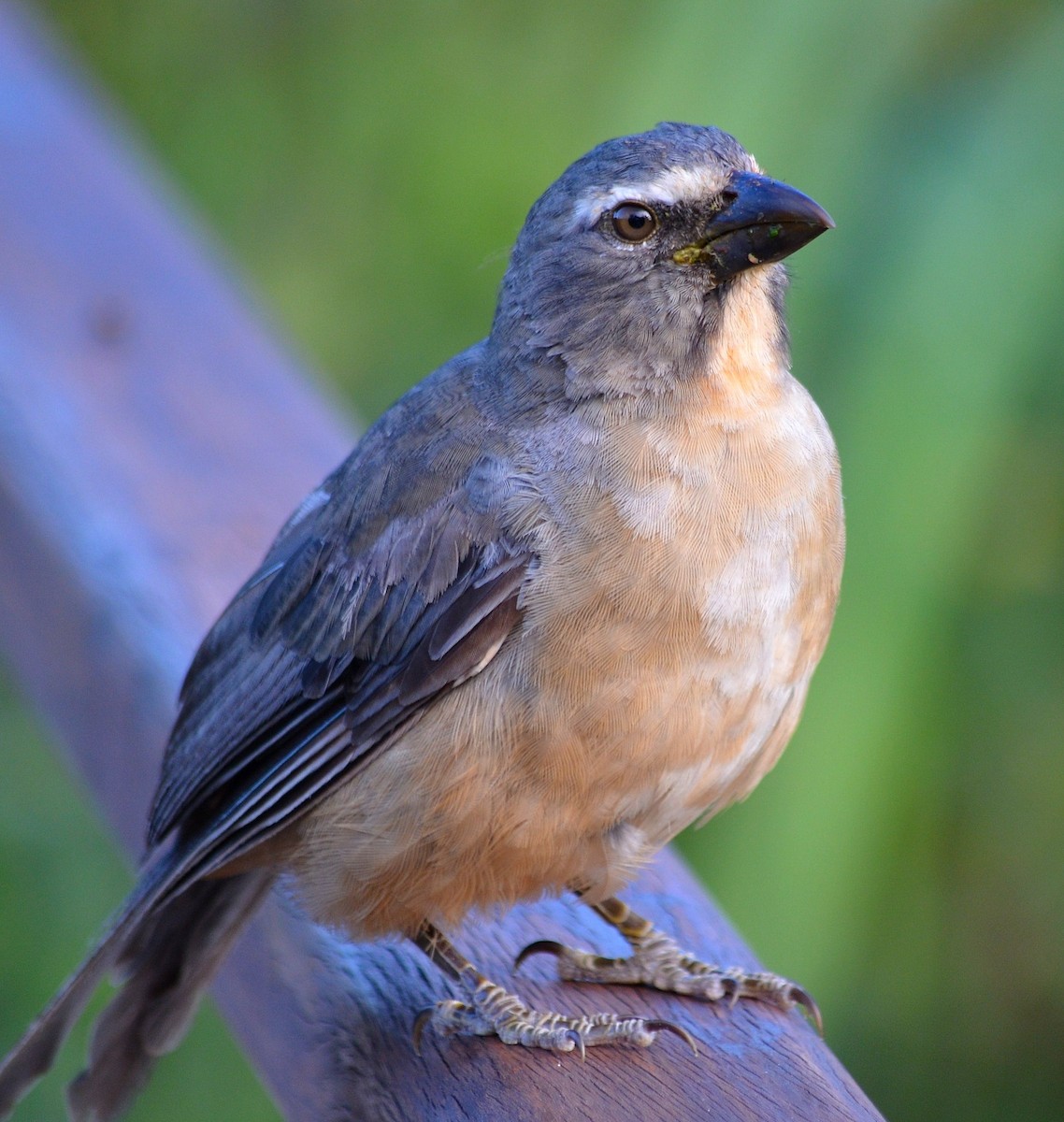 Bluish-gray Saltator - federico galfione