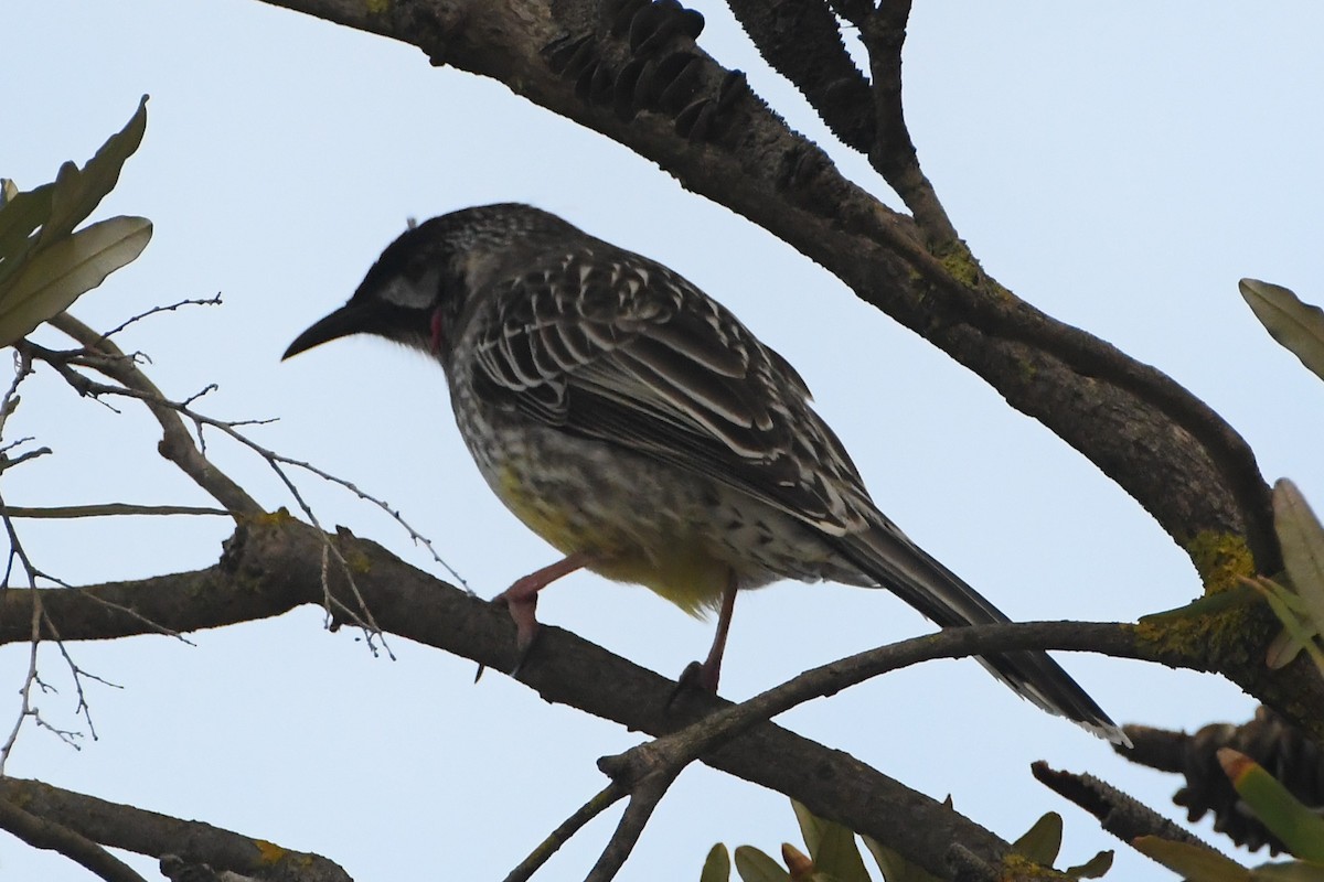 Red Wattlebird - ML635852857