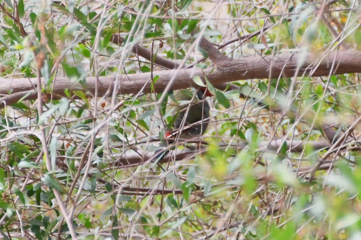 Red-browed Firetail - ML635852890