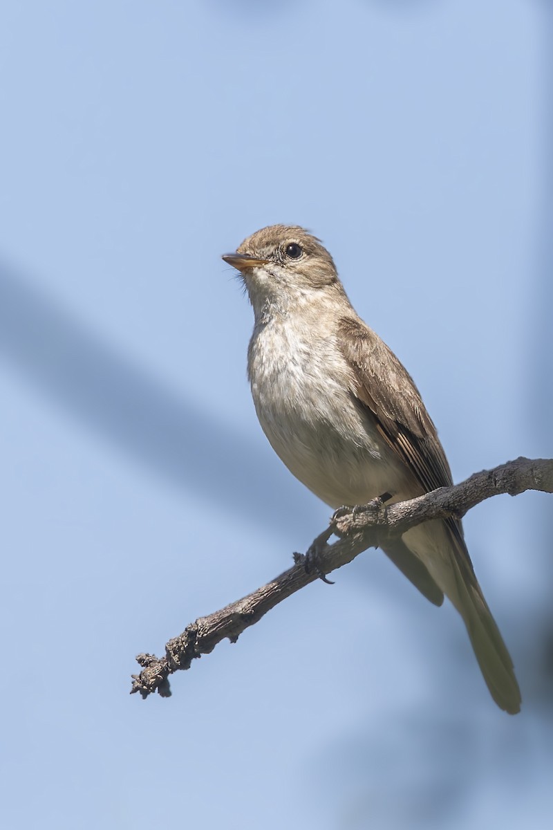Gambaga Flycatcher - ML635852964