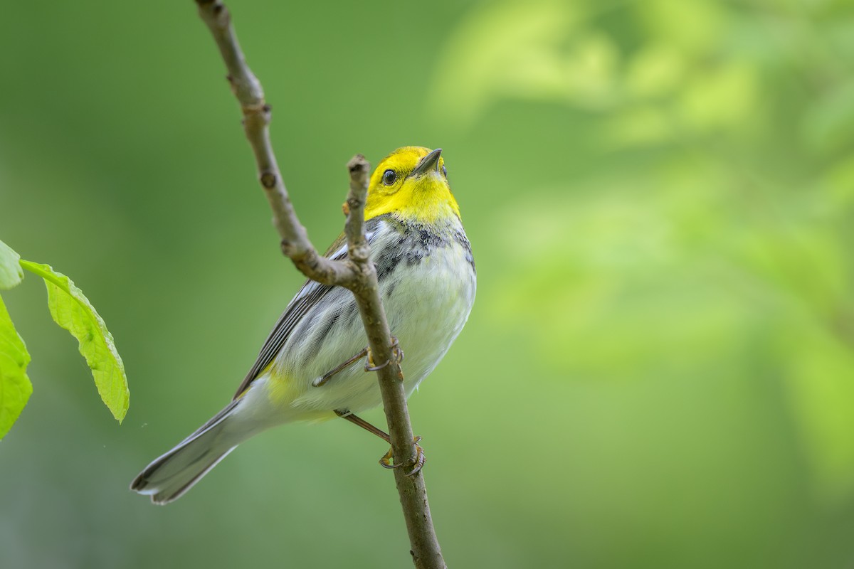 Black-throated Green Warbler - ML635852983