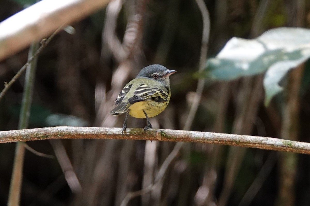 White-fronted Tyrannulet - ML635853036