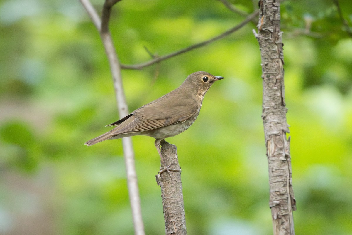 Swainson's Thrush - ML635853057