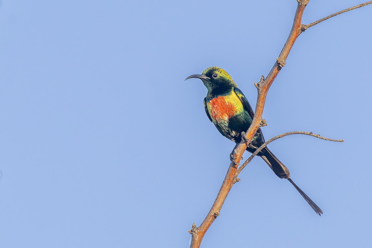 Beautiful Sunbird - ML635853064