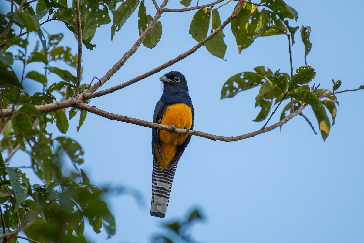 Guianan Trogon - ML635853095