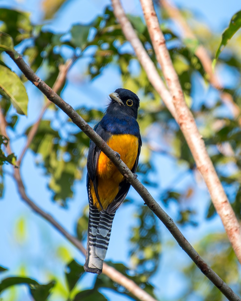 Guianan Trogon - ML635853097