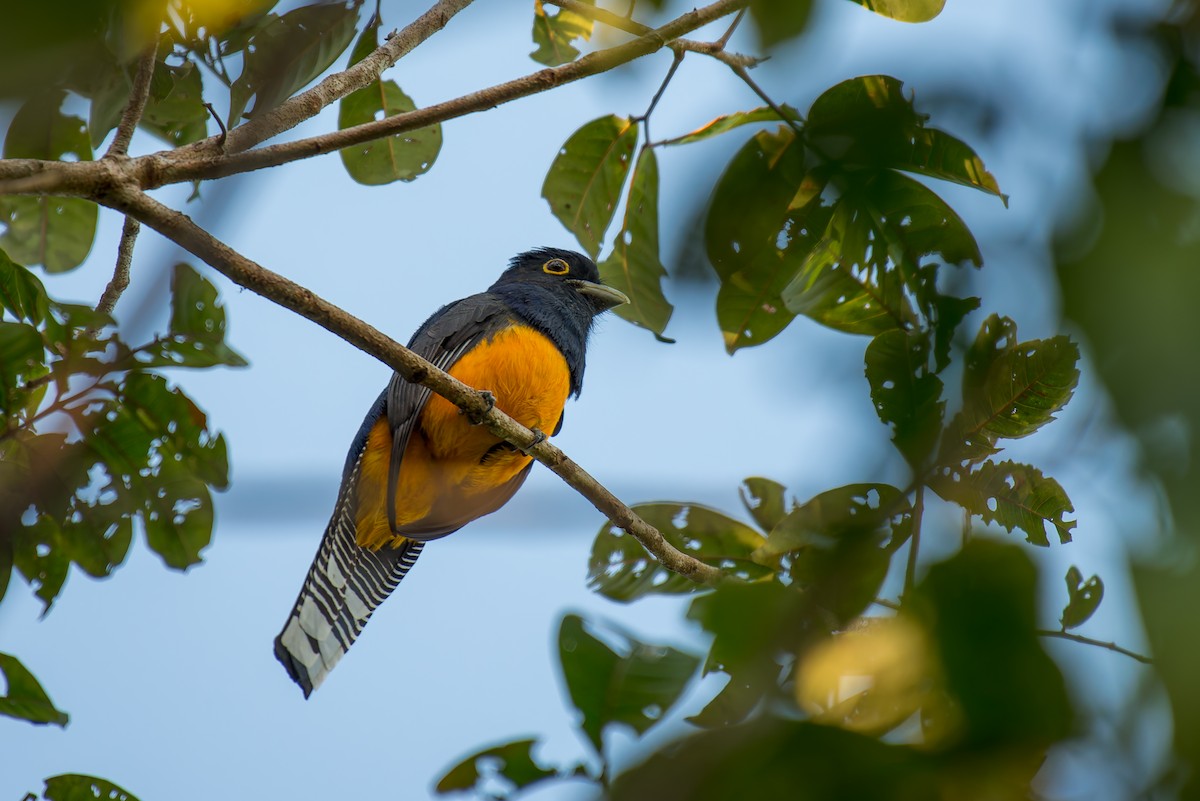 Guianan Trogon - ML635853099