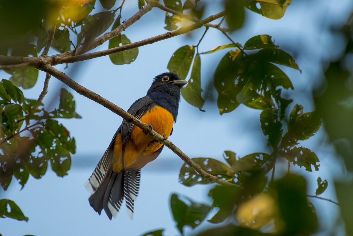 Guianan Trogon - ML635853100