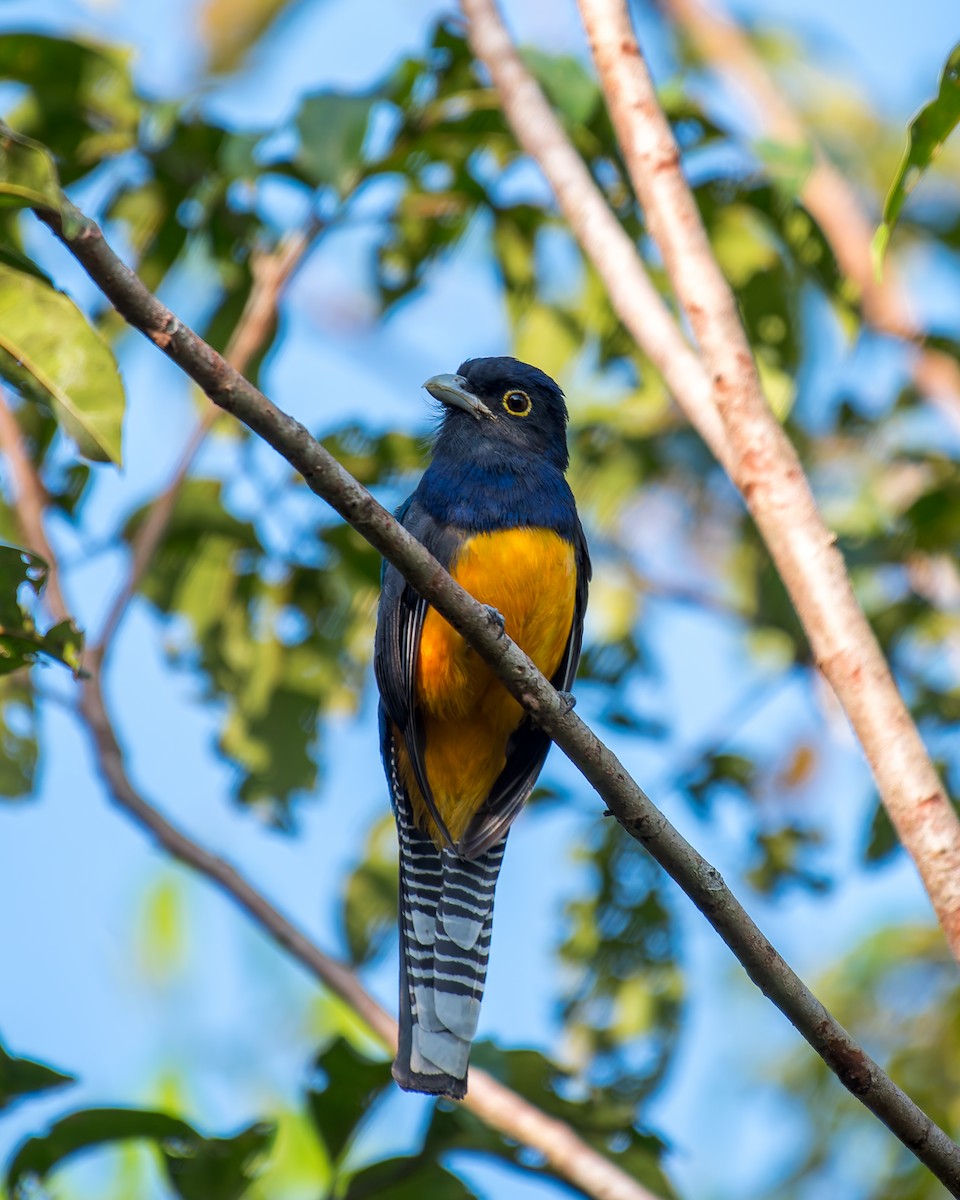 Guianan Trogon - ML635853101