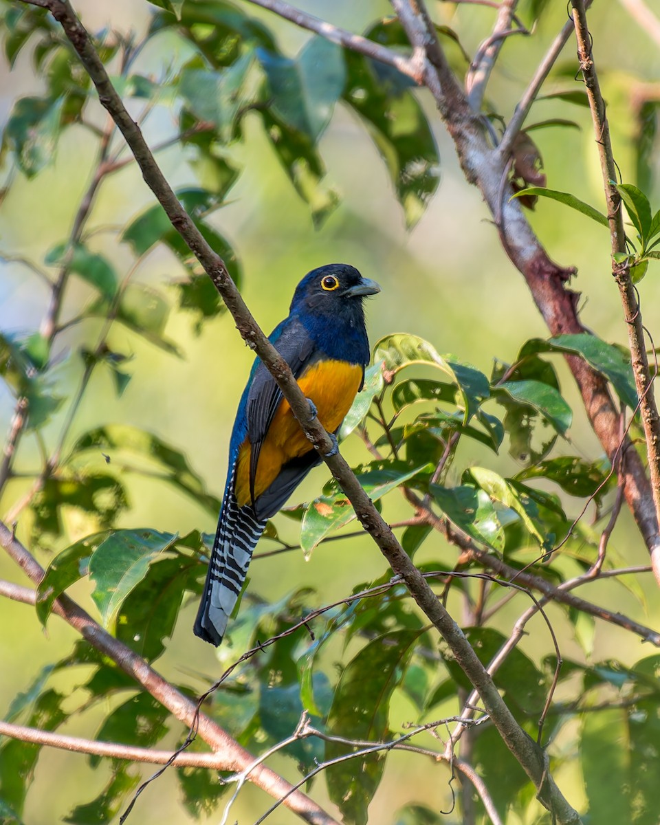 Guianan Trogon - ML635853103