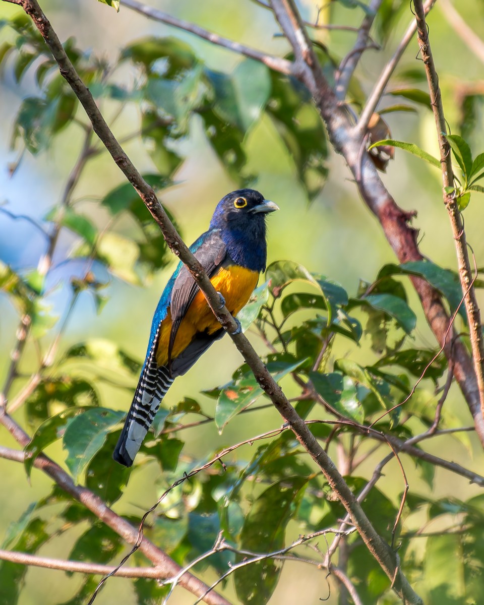 Guianan Trogon - ML635853104