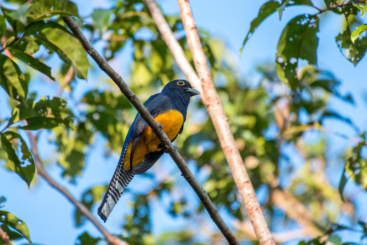 Guianan Trogon - ML635853106