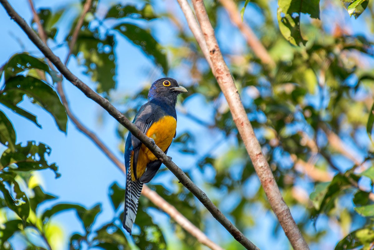 Guianan Trogon - ML635853107