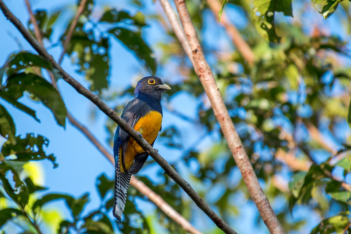 Guianan Trogon - ML635853108