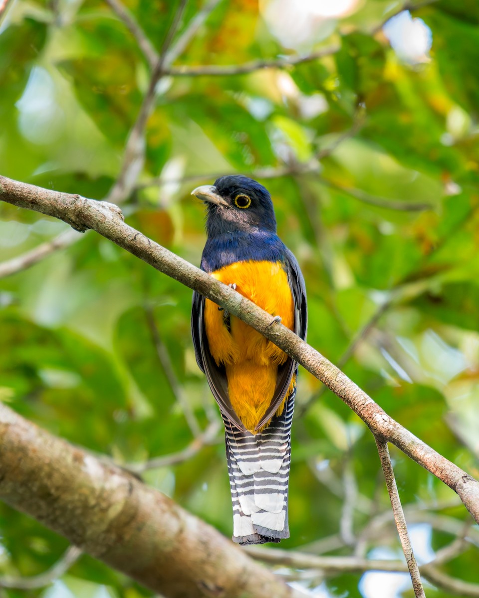 Guianan Trogon - ML635853113