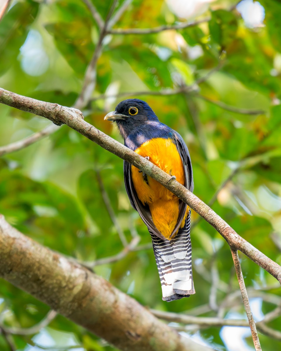 Guianan Trogon - ML635853114