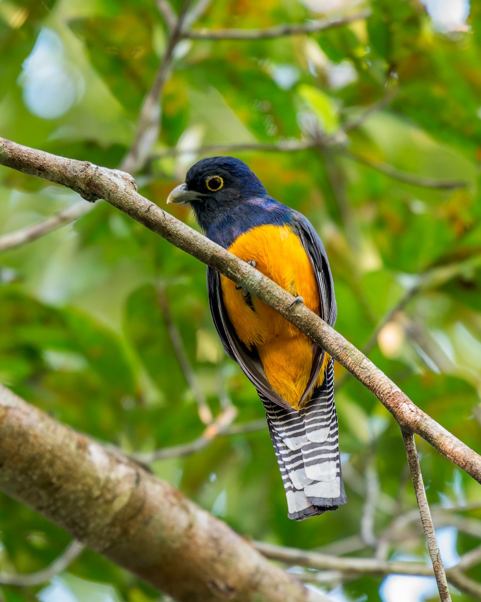 Guianan Trogon - ML635853116