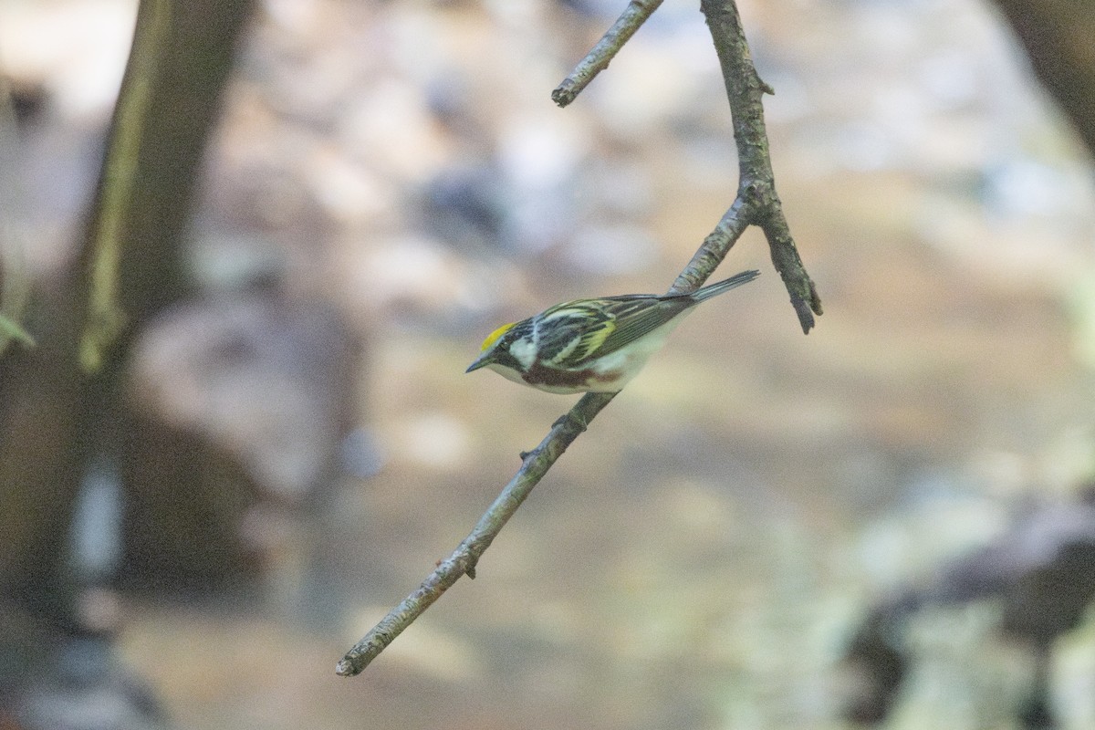 Chestnut-sided Warbler - ML635853119