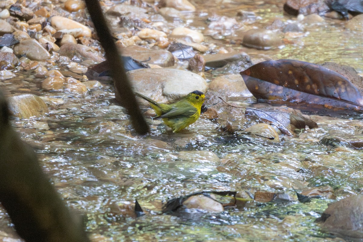 Wilson's Warbler - ML635853148