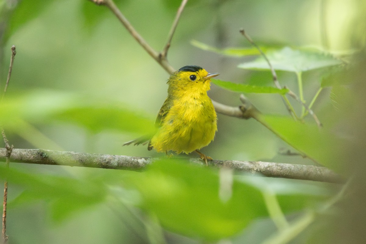 Wilson's Warbler - ML635853160