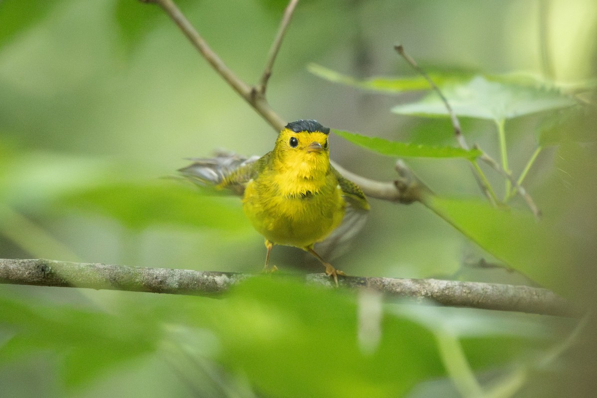 Wilson's Warbler - ML635853162